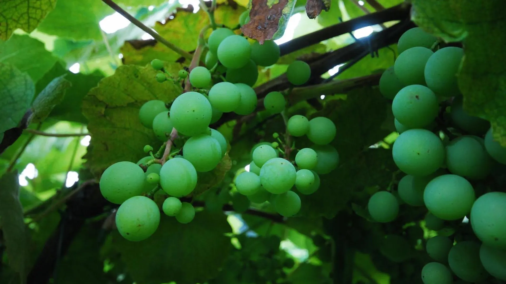 Agriturismo Al Marnich Скиньяно Фермерский дом